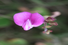 Canavalia rosea